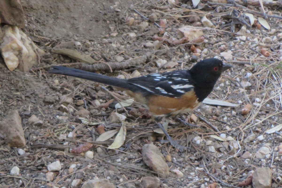 Spotted Towhee - ML61747651