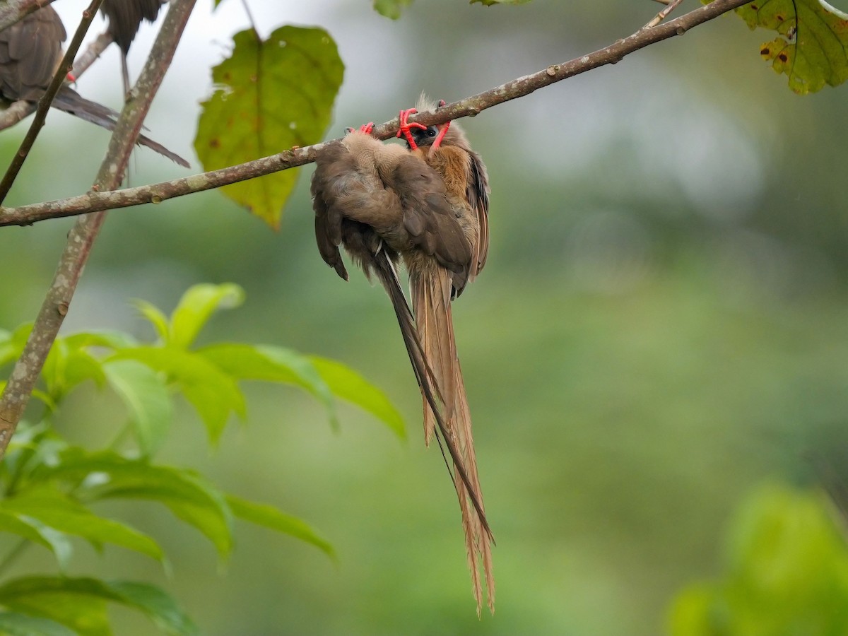 Speckled Mousebird - Tim Boucher