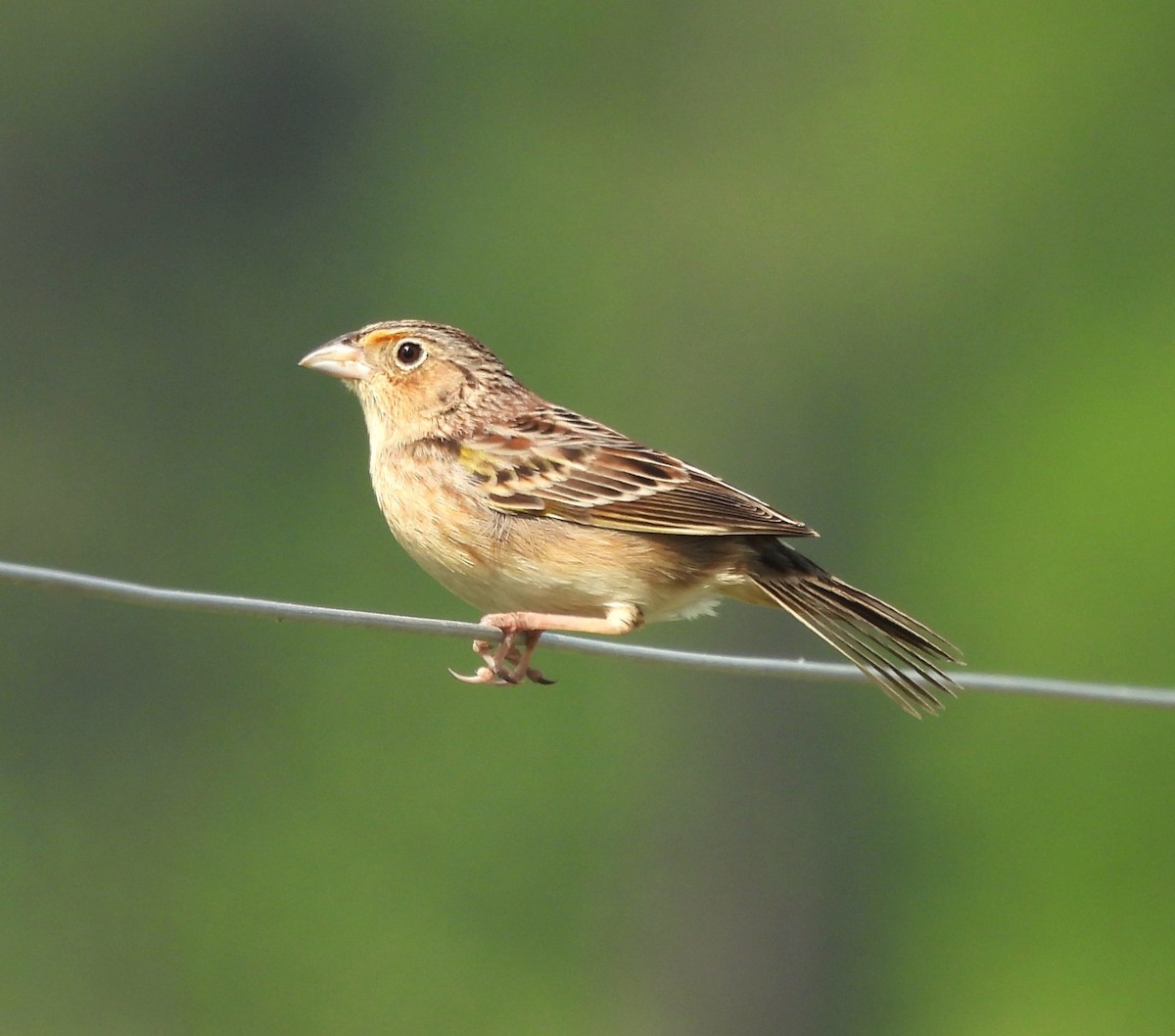 Grasshopper Sparrow - ML617476666