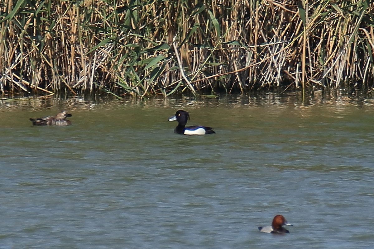 Tufted Duck - ML617476698