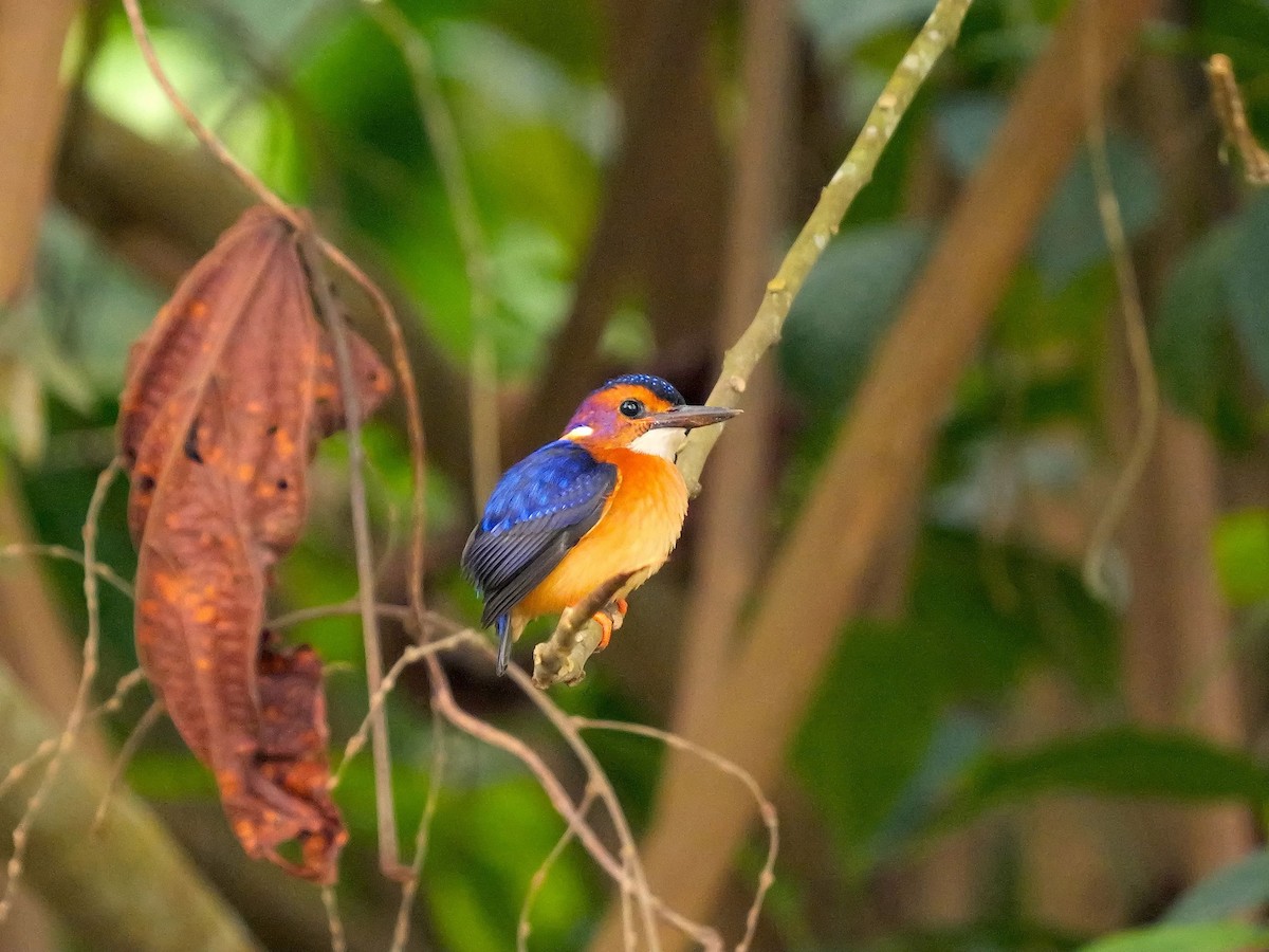 African Pygmy Kingfisher - ML617476723