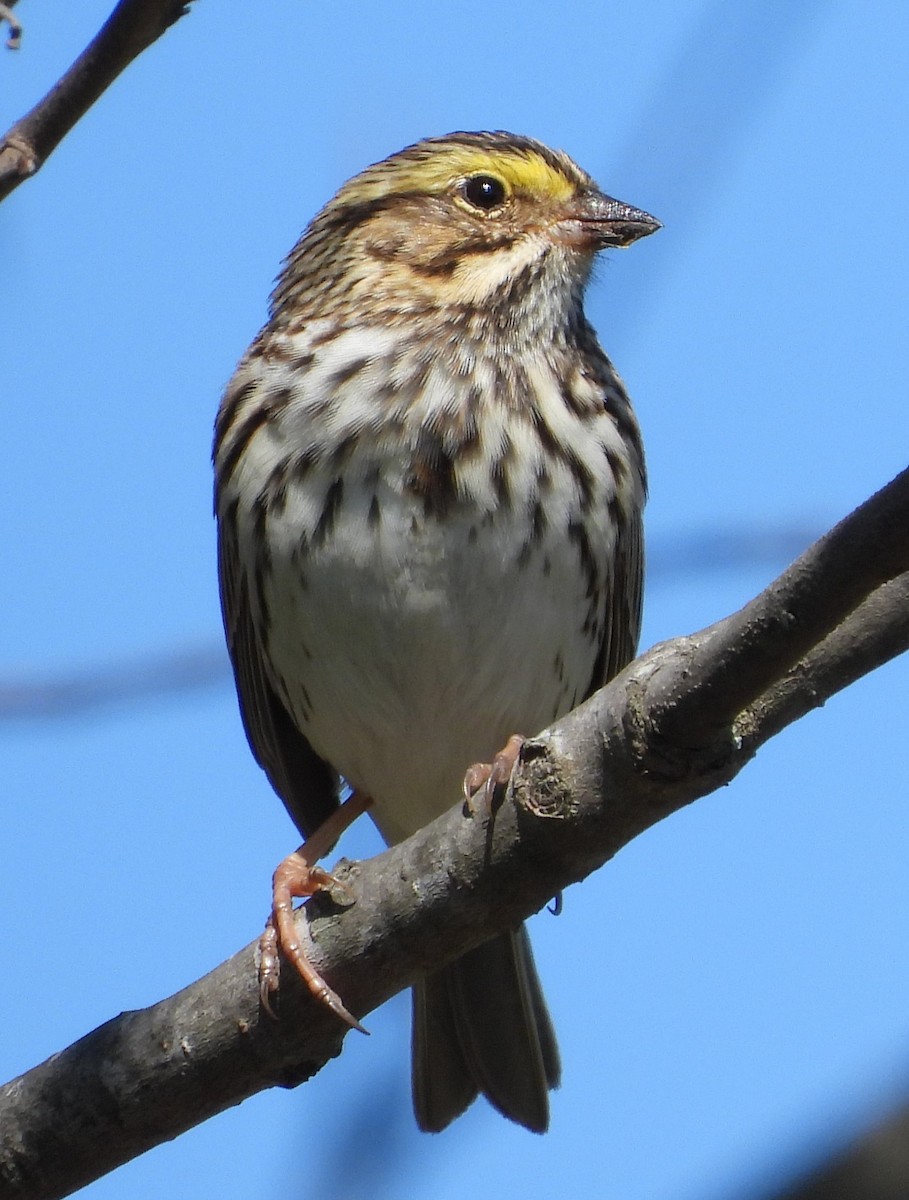 Savannah Sparrow - ML617476805