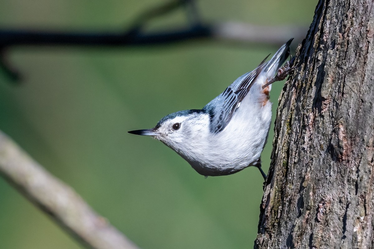 White-breasted Nuthatch - ML617476831