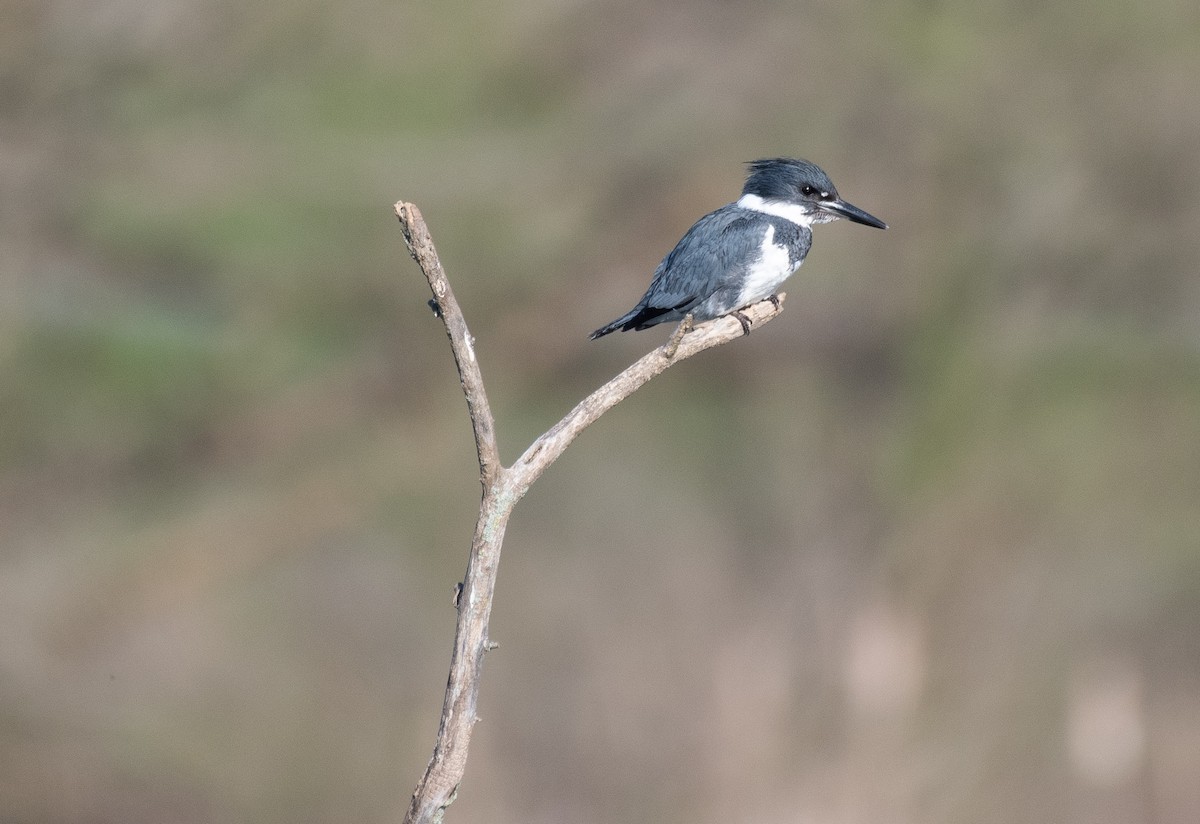 Belted Kingfisher - ML617476842