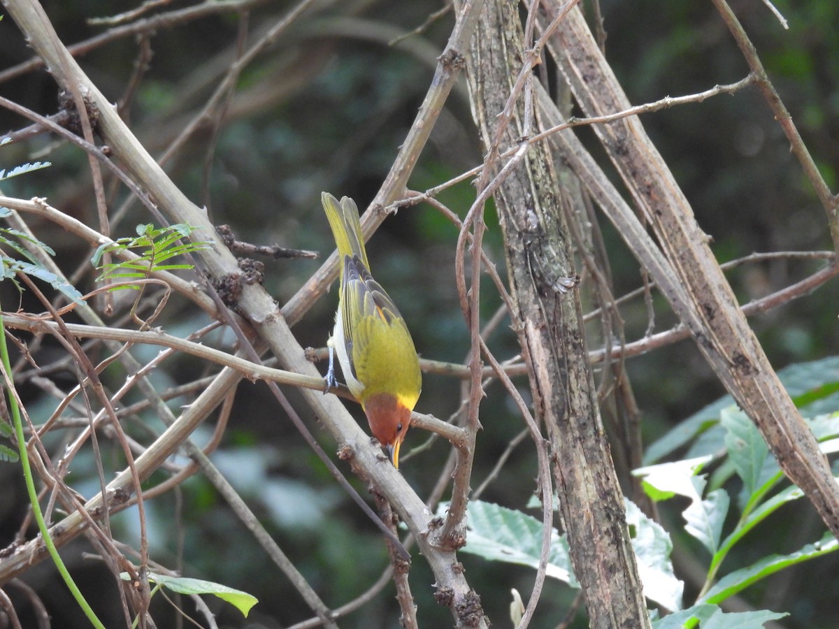 Rufous-headed Tanager - ML617476881