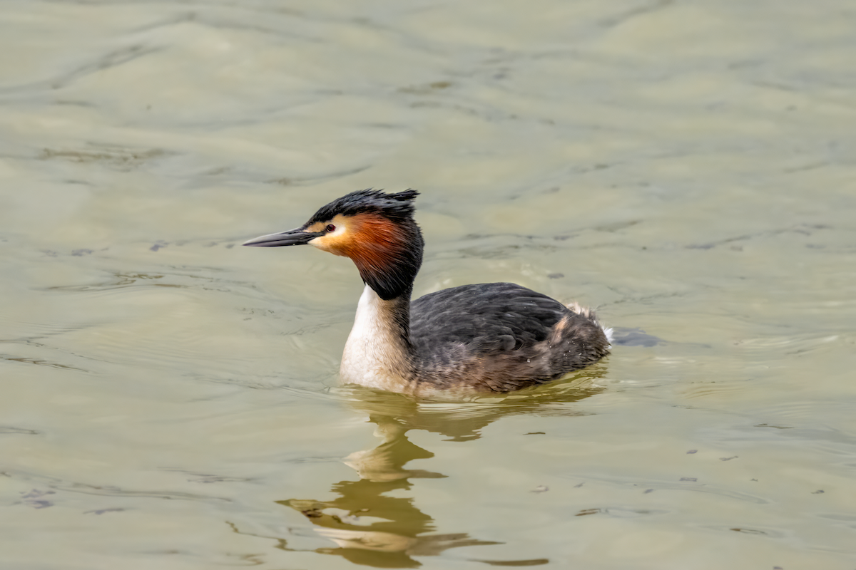 Great Crested Grebe - ML617476953