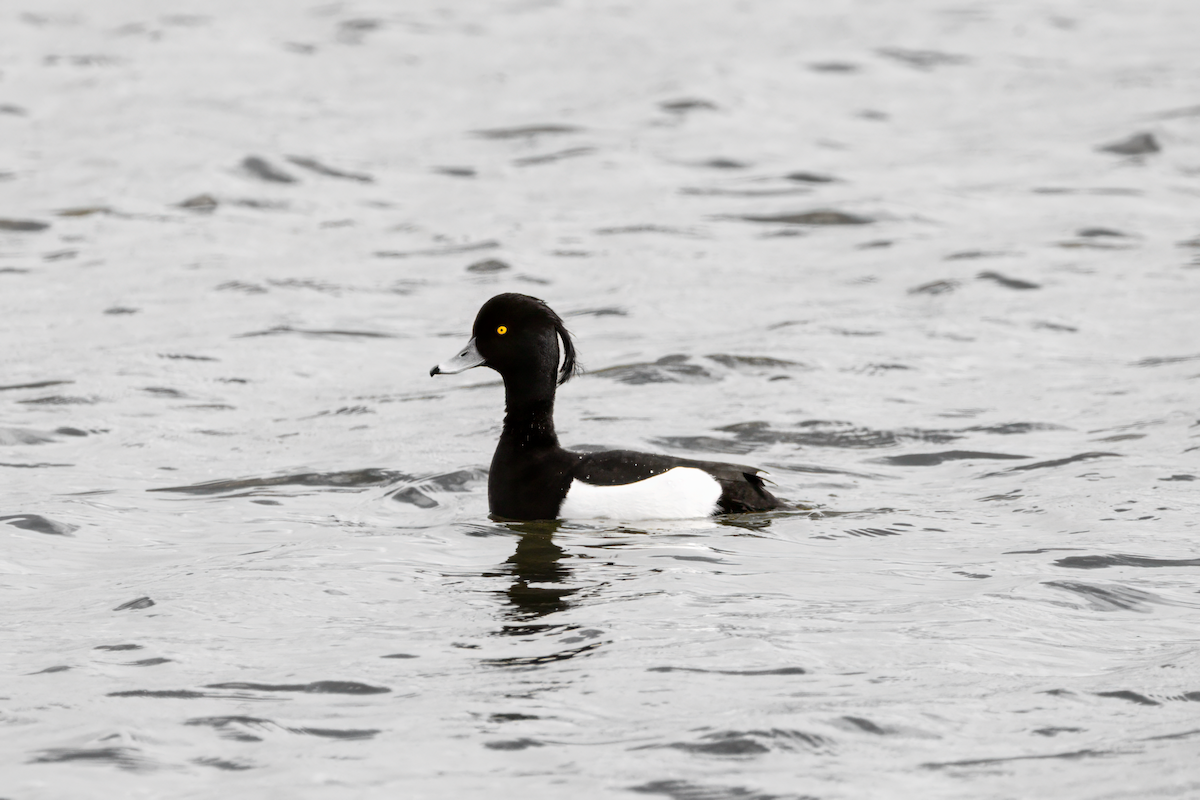 Tufted Duck - ML617476979