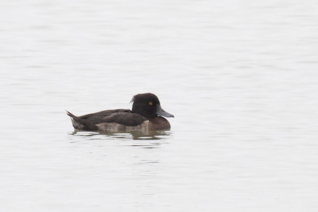 Tufted Duck - ML617476995