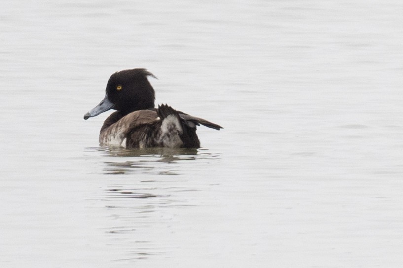 Tufted Duck - ML617476996