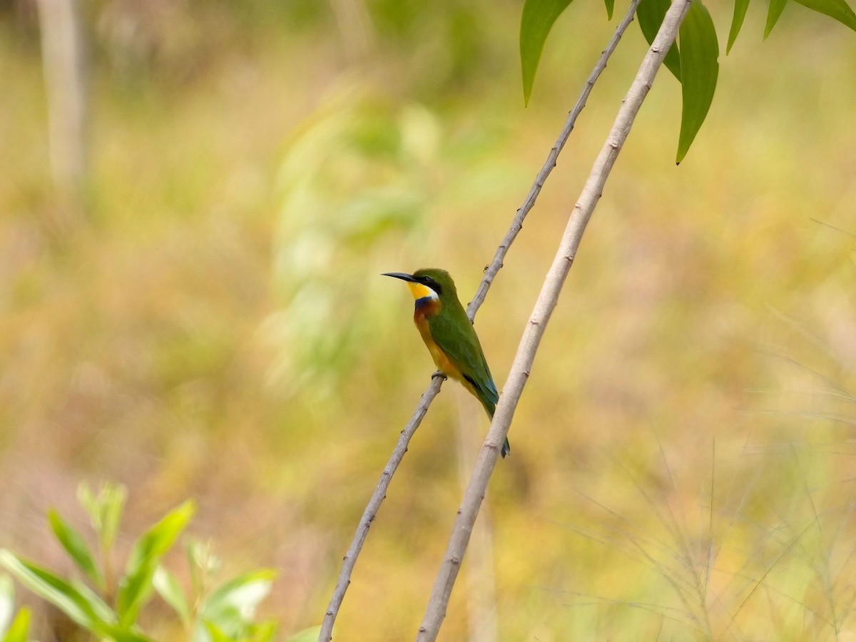 Blue-breasted Bee-eater - ML617477027