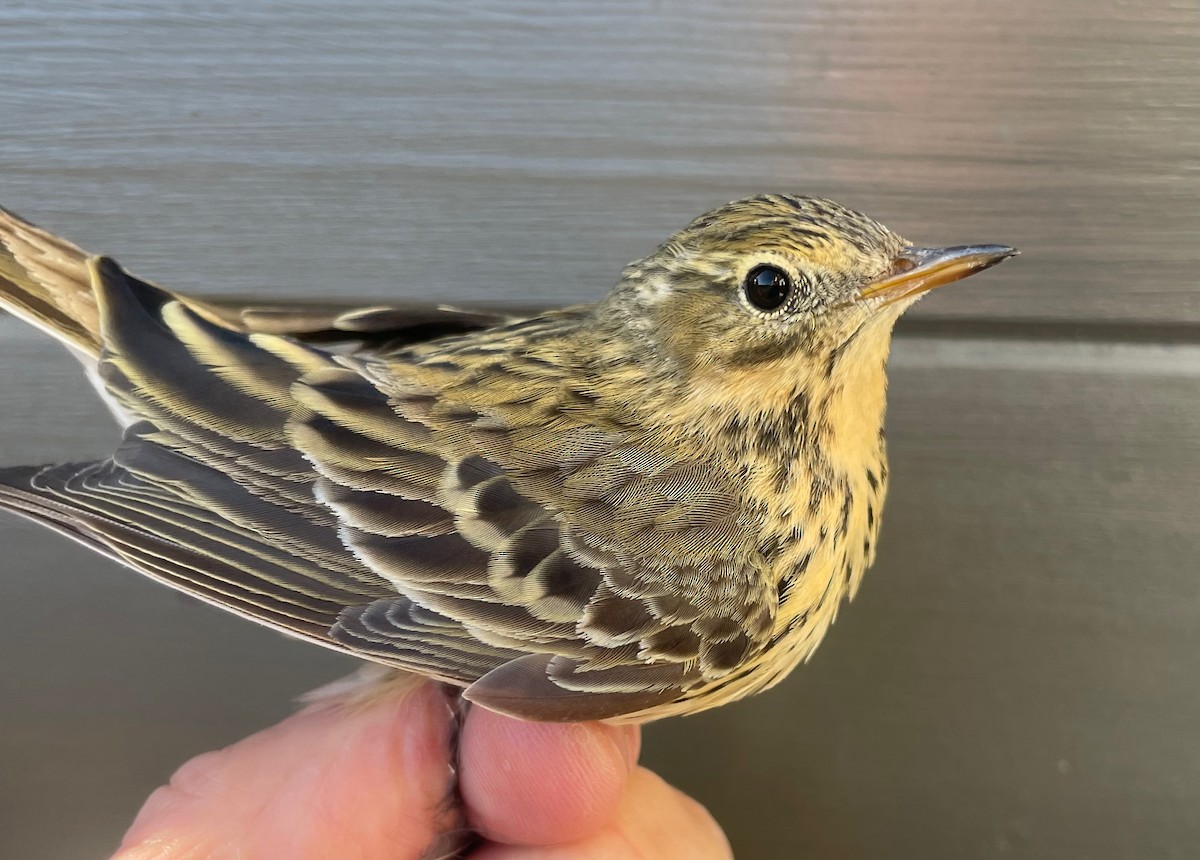 Meadow Pipit - ML617477075