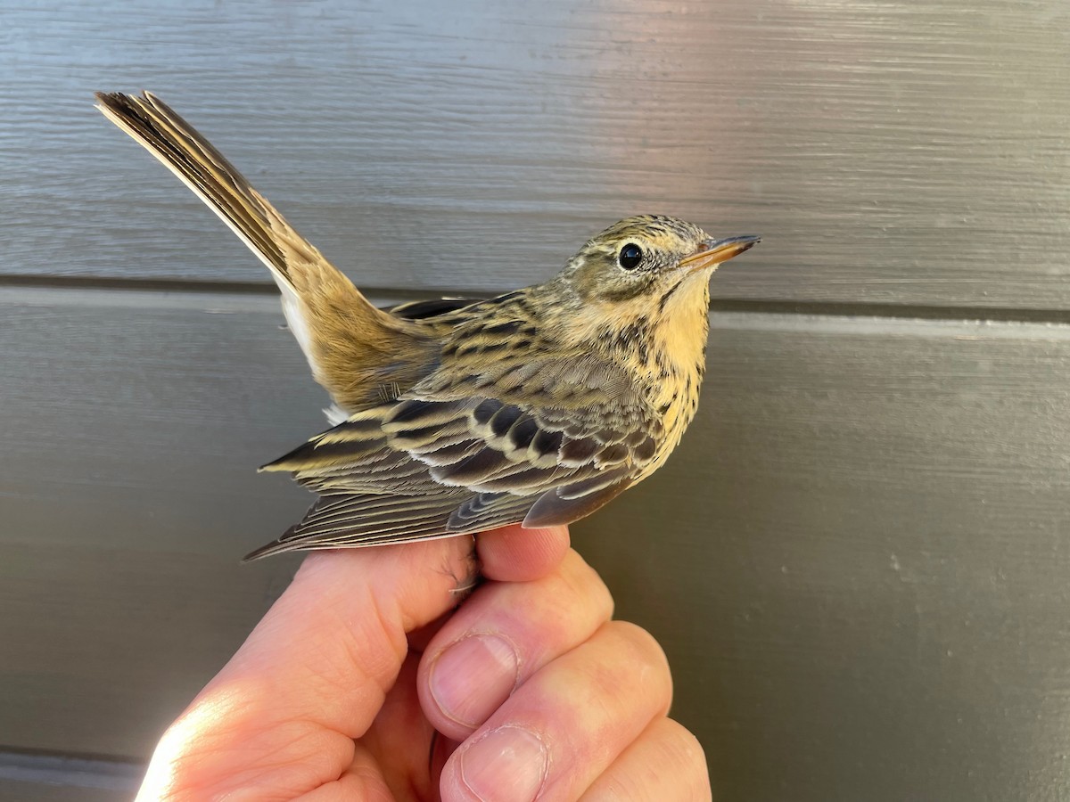 Meadow Pipit - ML617477078