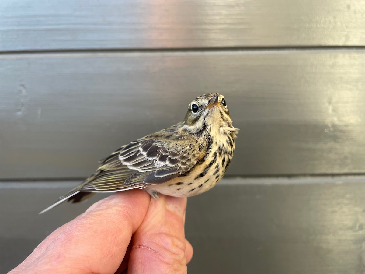 Meadow Pipit - ML617477091