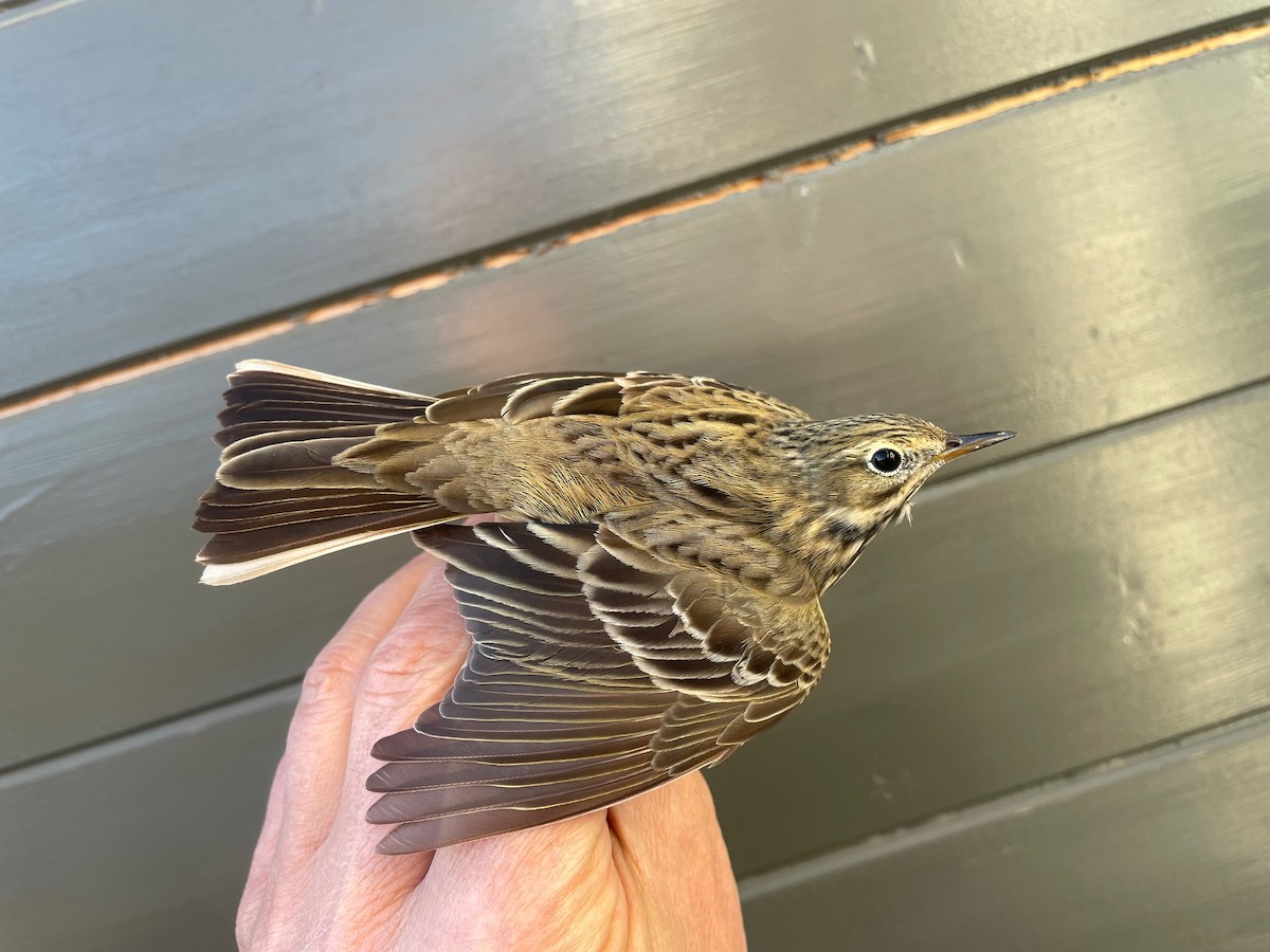 Meadow Pipit - ML617477096