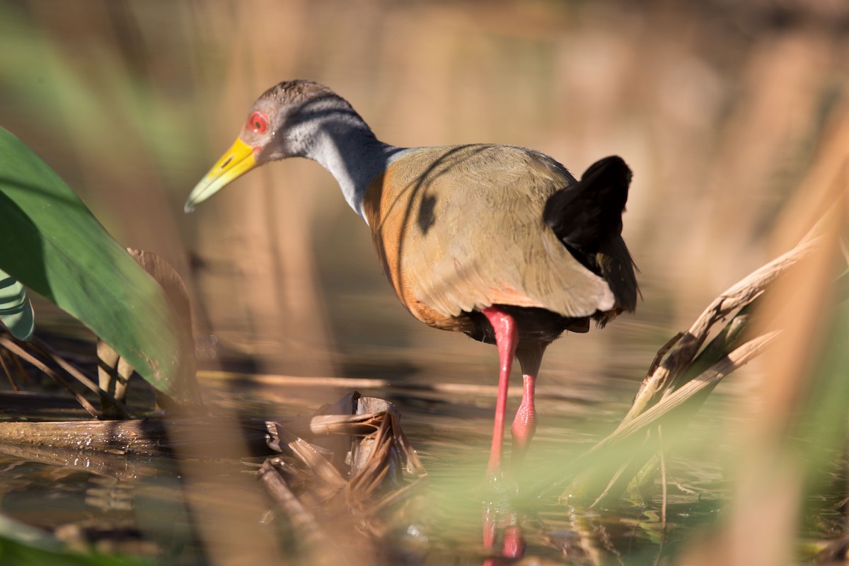 Gray-cowled Wood-Rail - Andreas Trepte