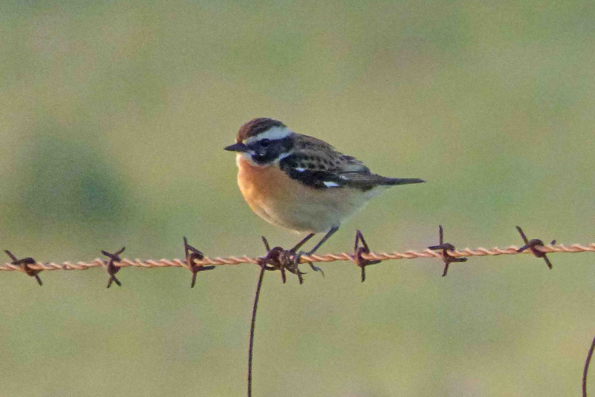 Whinchat - ML617477281
