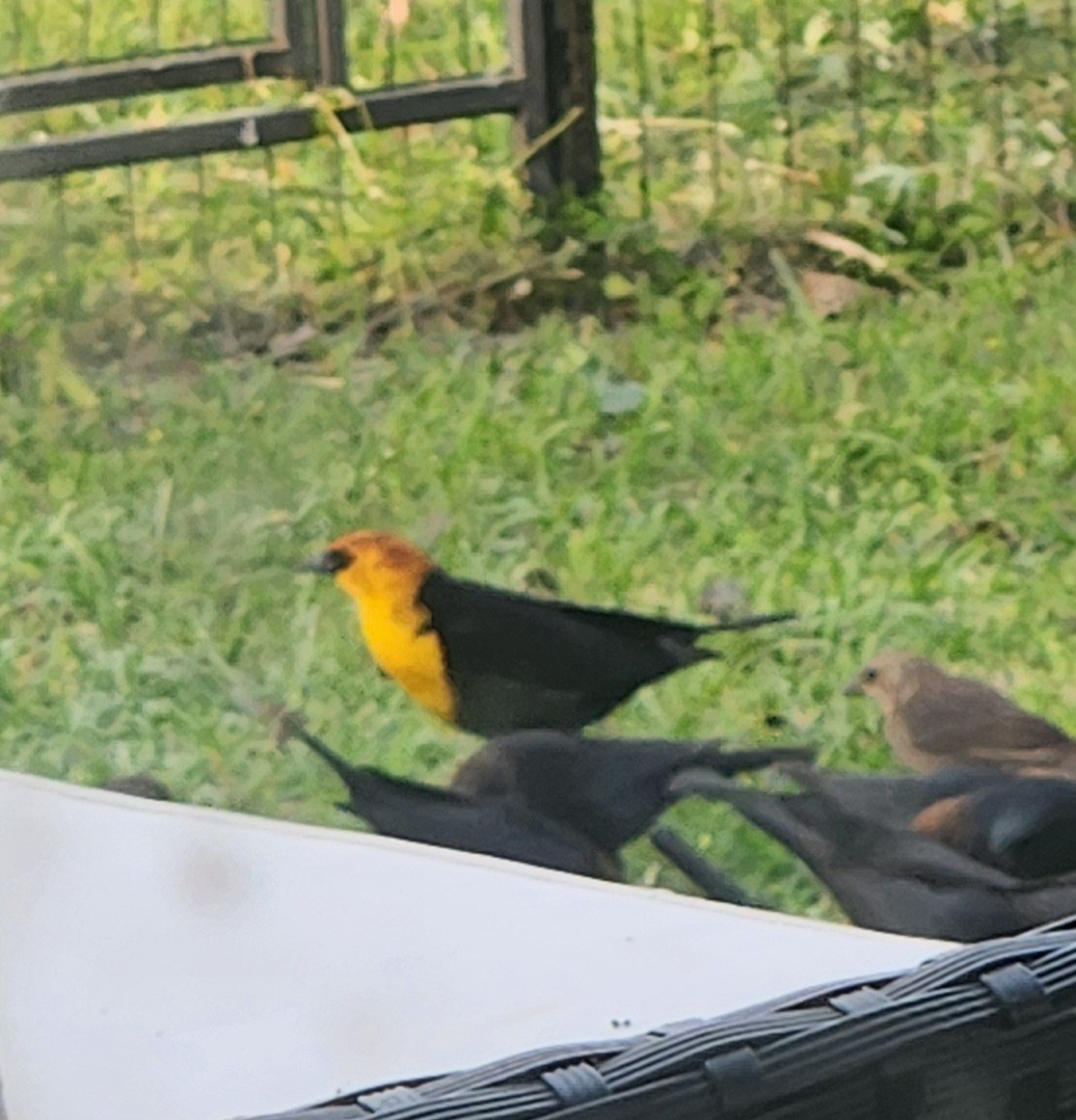 Yellow-headed Blackbird - ML617477287