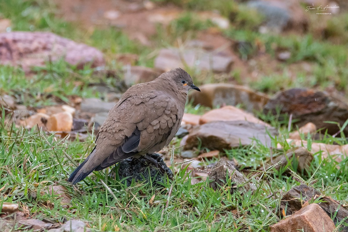 Black-winged Ground Dove - ML617477304