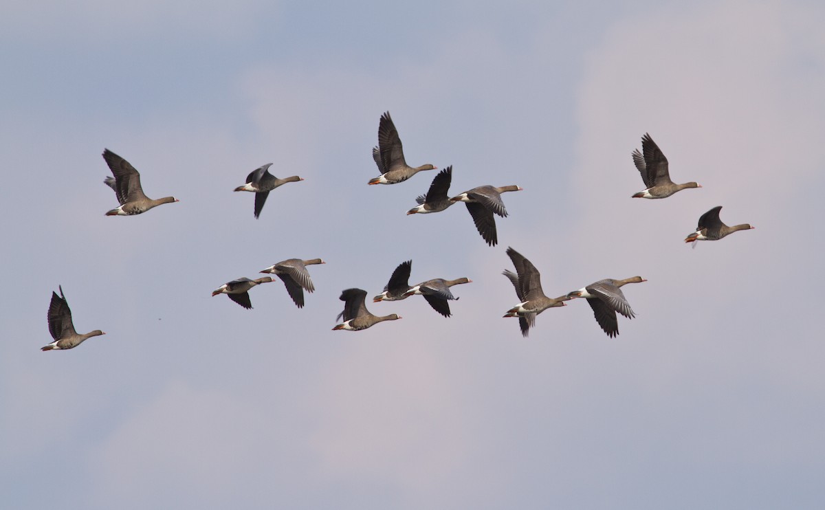 Lesser White-fronted Goose - ML617477368