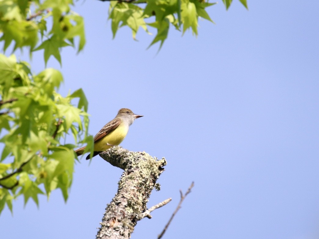 Great Crested Flycatcher - ML617477381