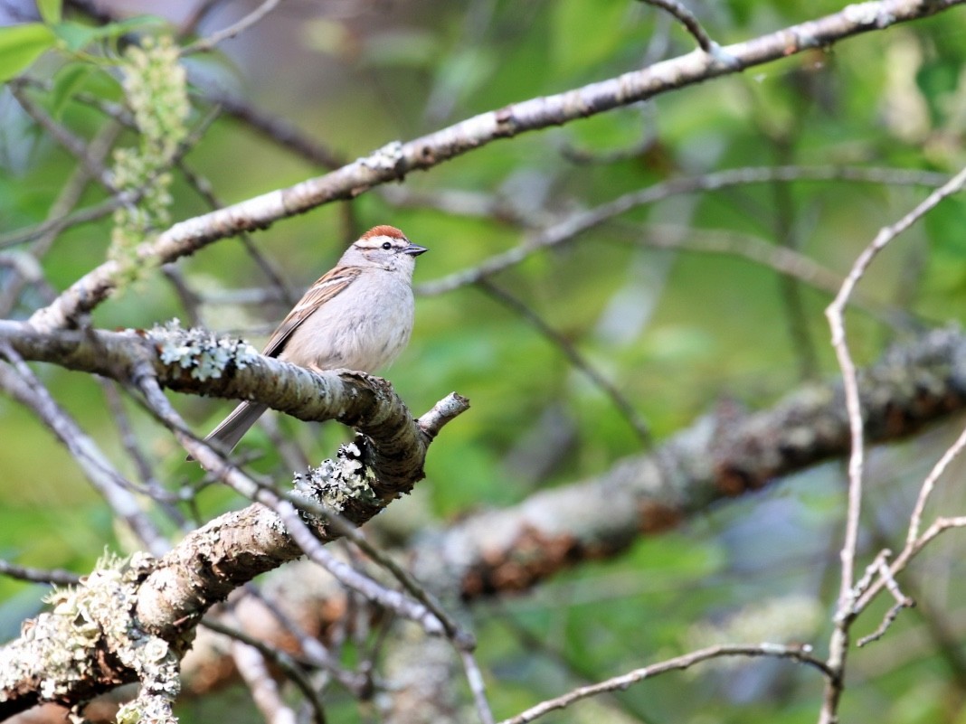 Chipping Sparrow - ML617477394