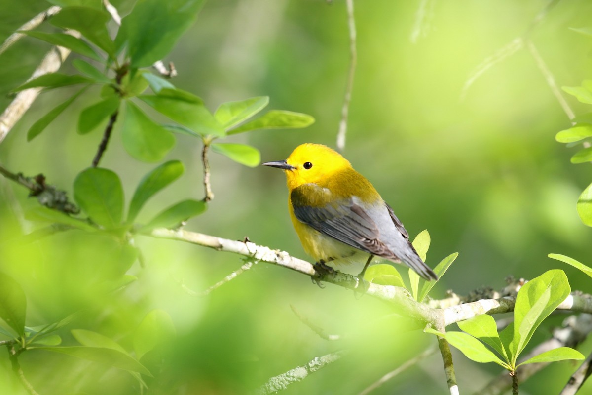 Prothonotary Warbler - ML617477401