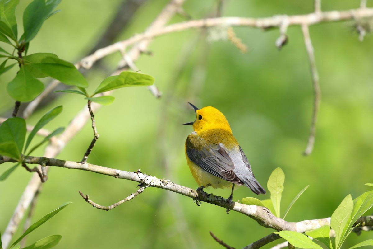 Prothonotary Warbler - ML617477402