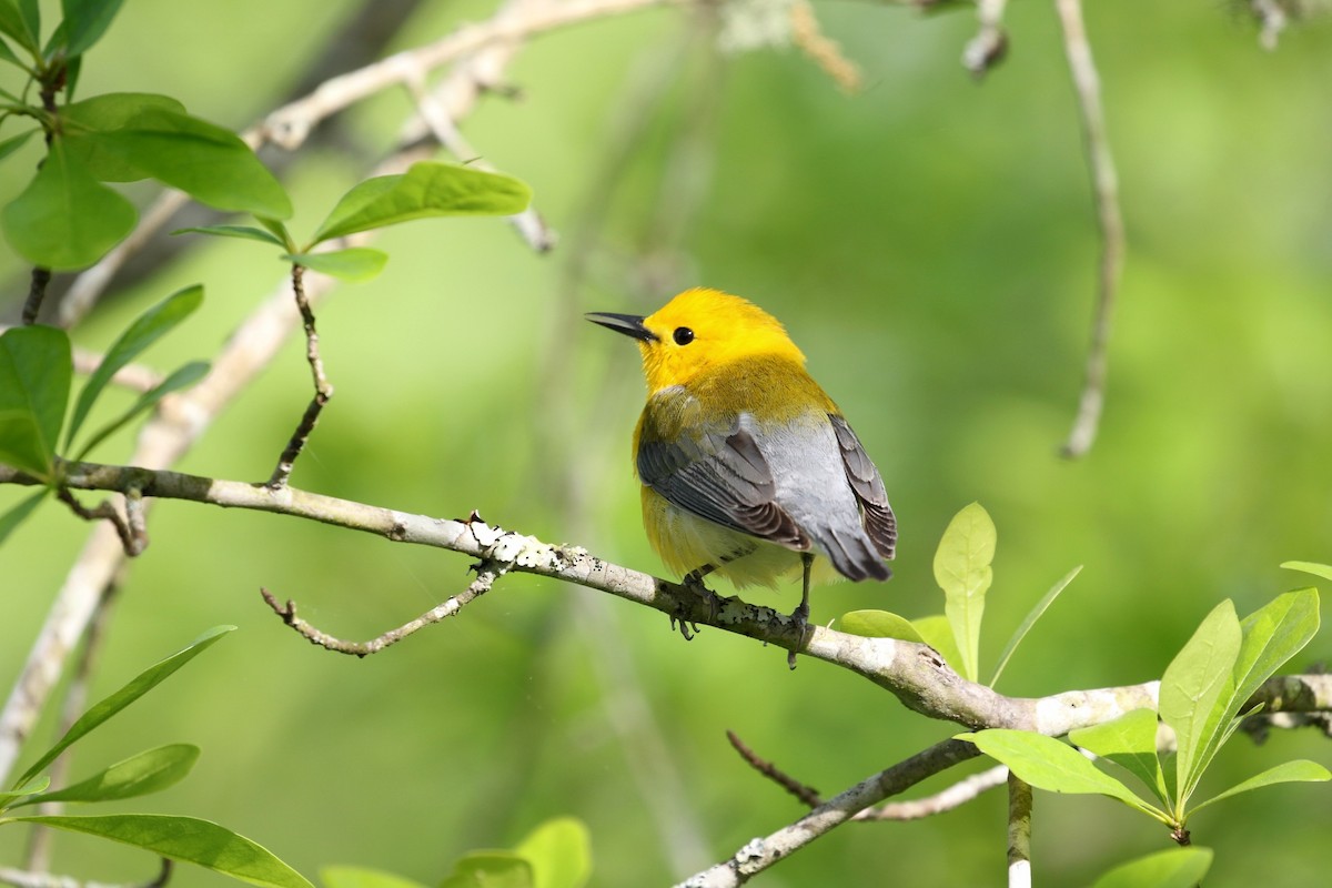 Prothonotary Warbler - ML617477403