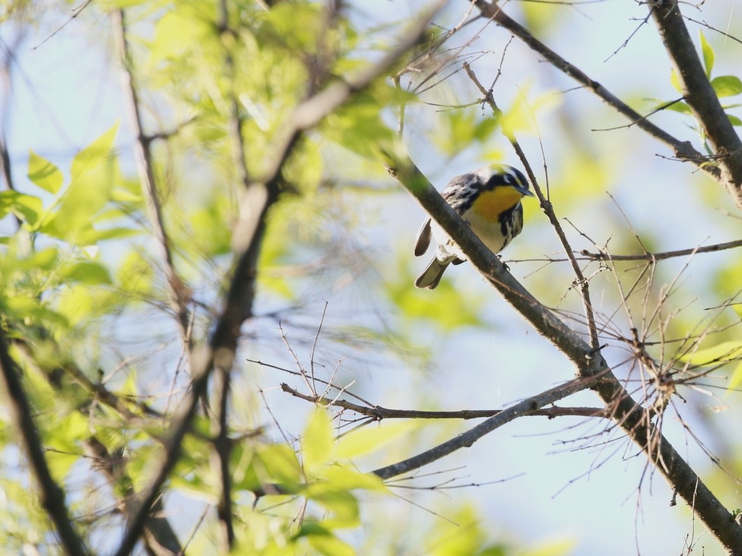 Yellow-throated Warbler - ML617477411
