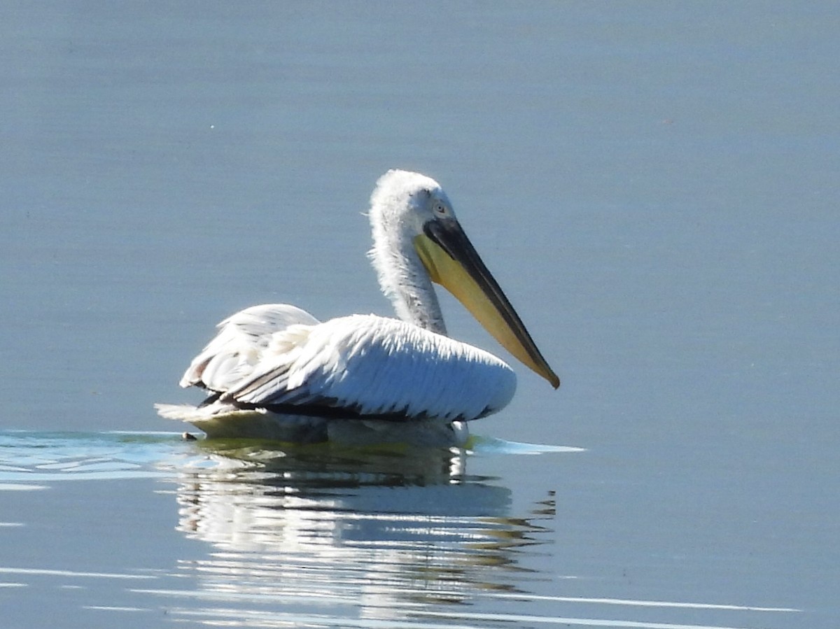 pelikán kadeřavý - ML617477473