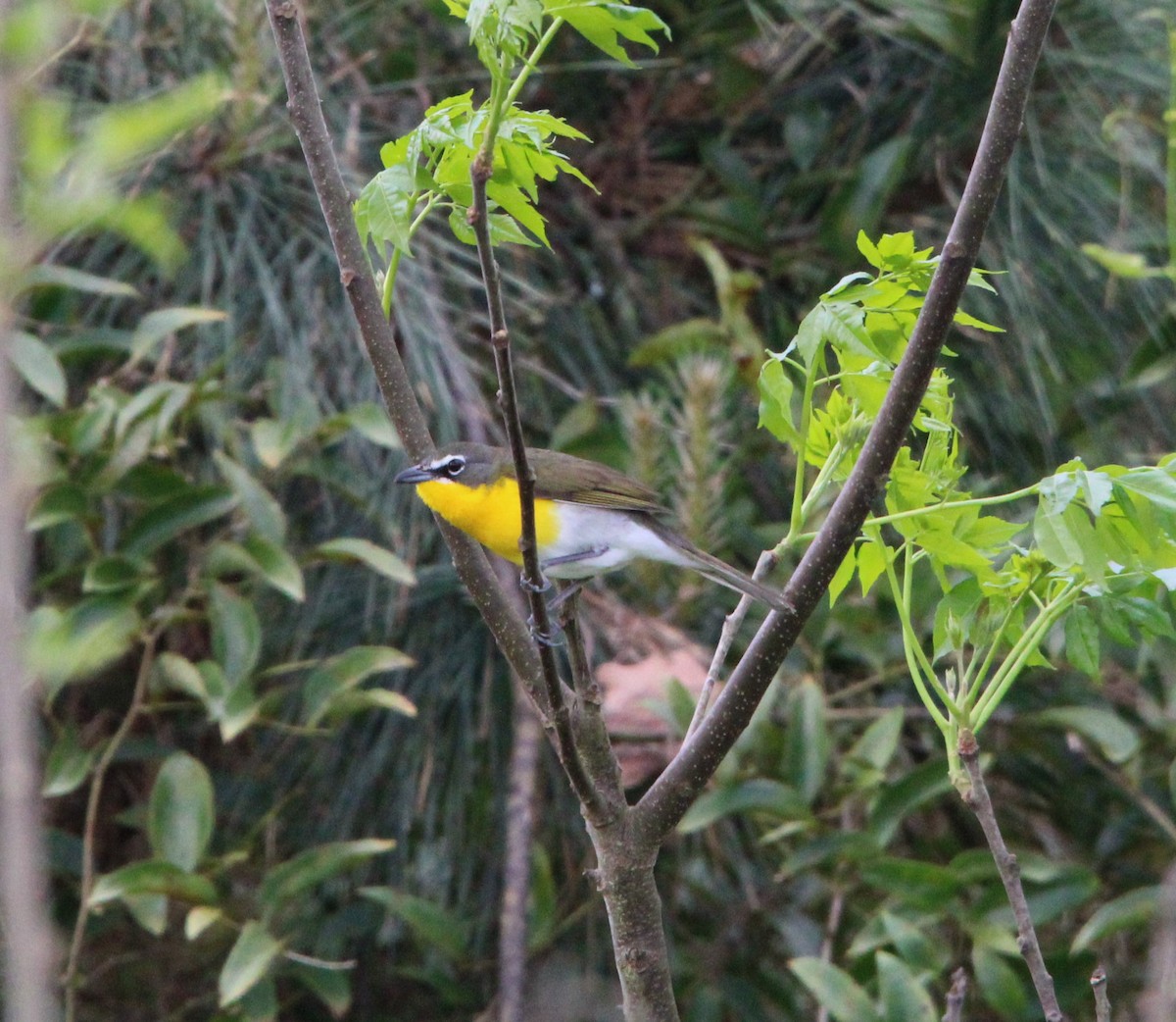 Yellow-breasted Chat - ML617477534