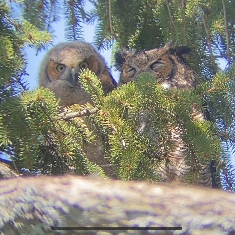 Great Horned Owl - ML617477552