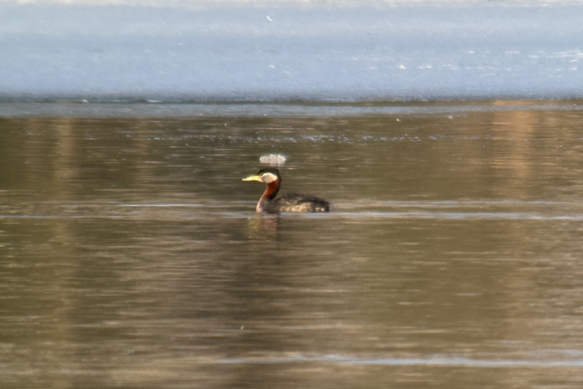 Red-necked Grebe - ML617477569