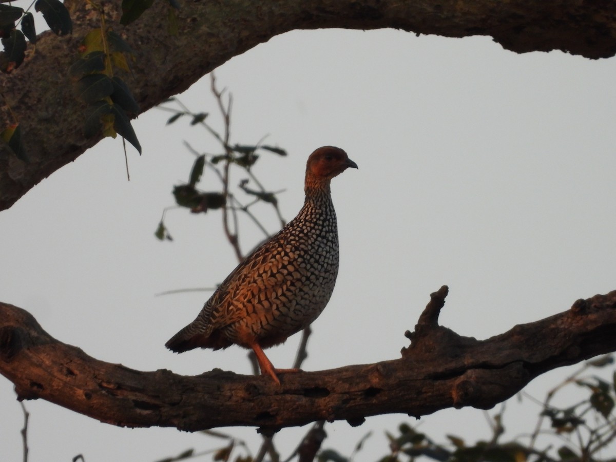 Painted Francolin - ML617477598