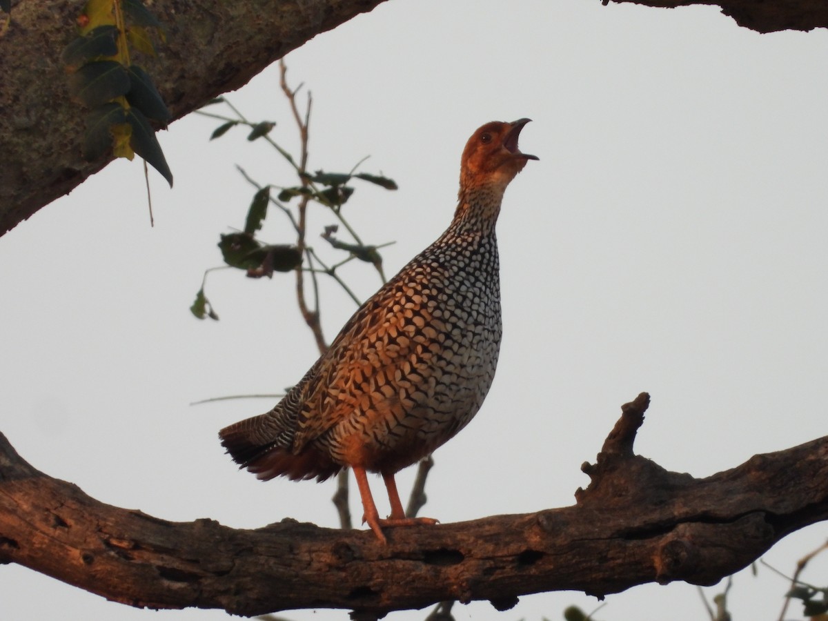 Painted Francolin - ML617477599