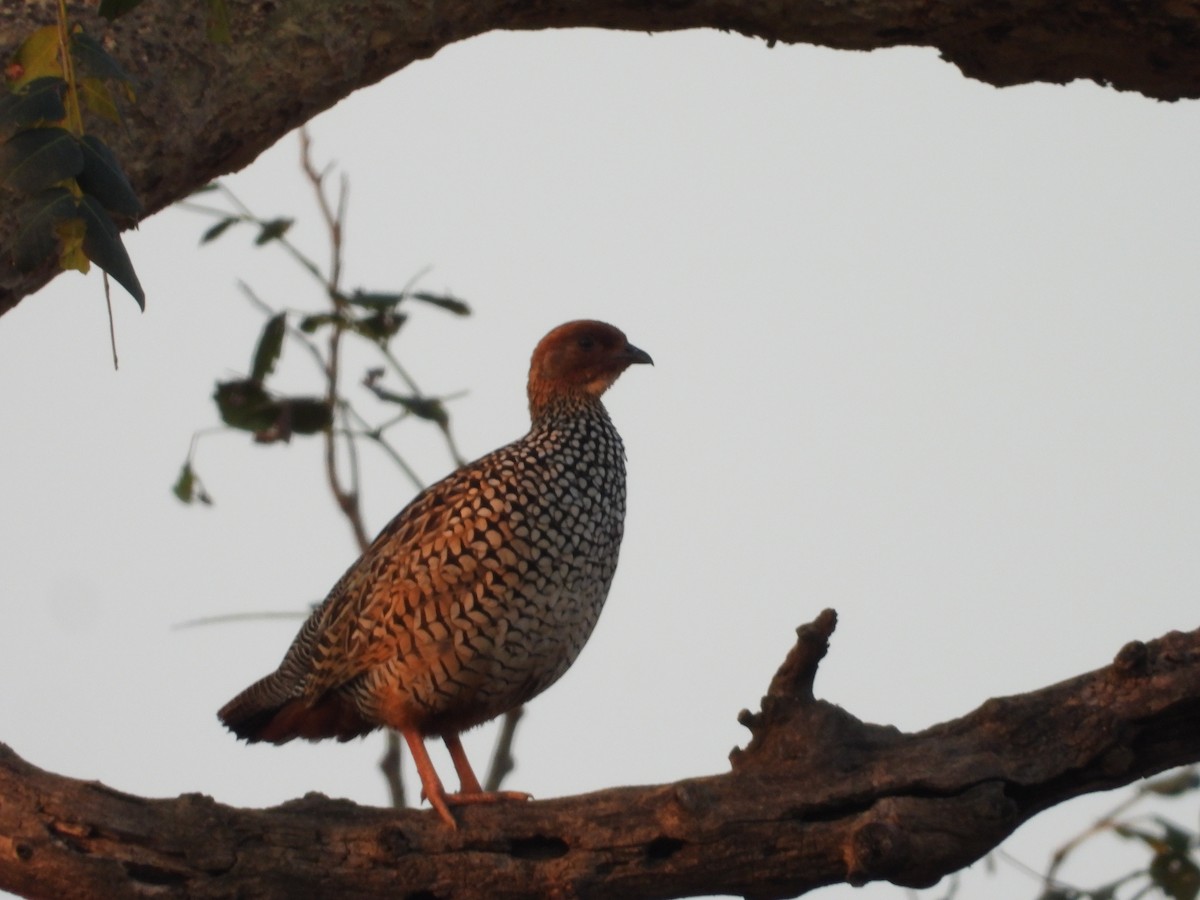 Painted Francolin - ML617477600