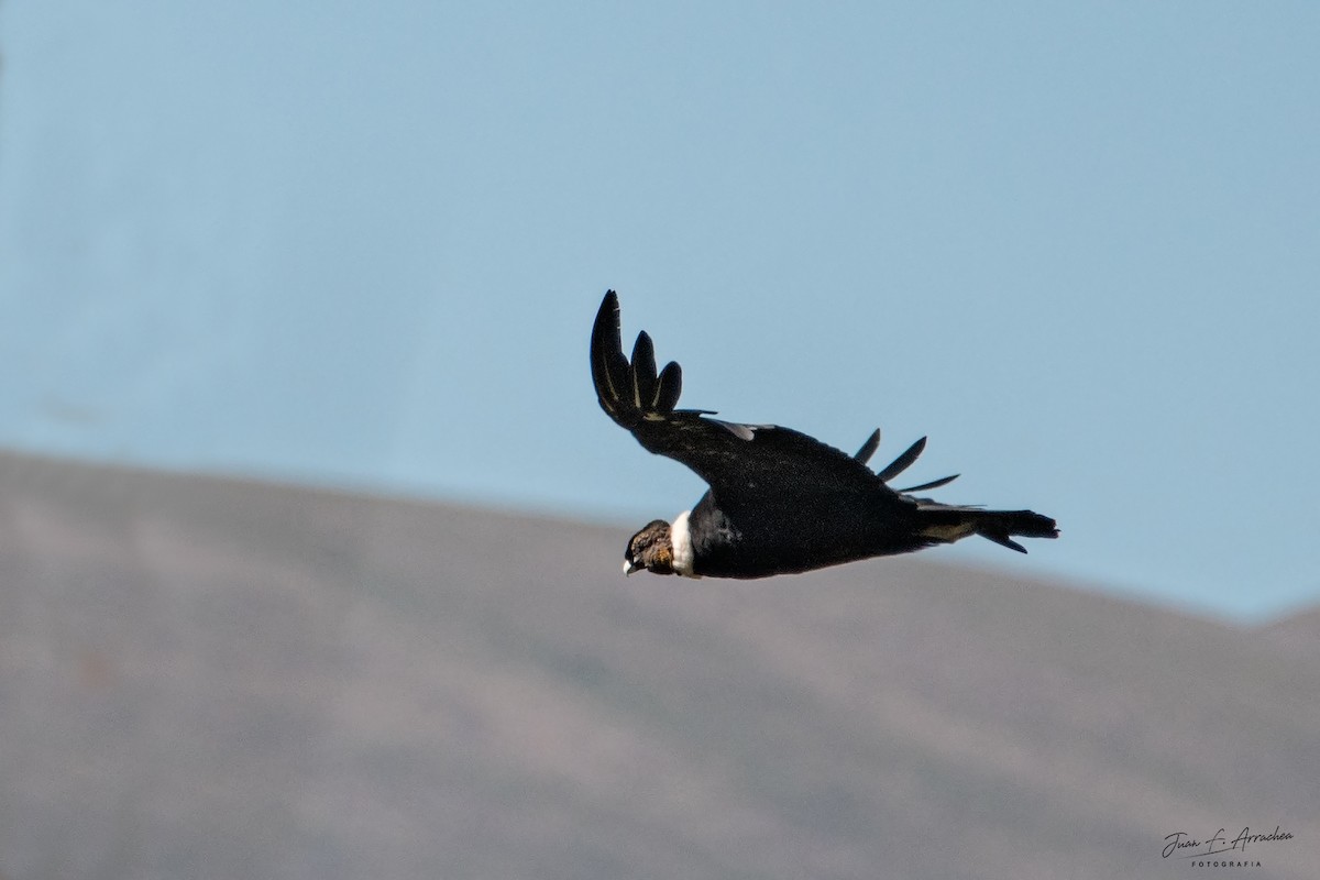 Andean Condor - Juan Francisco Arrachea