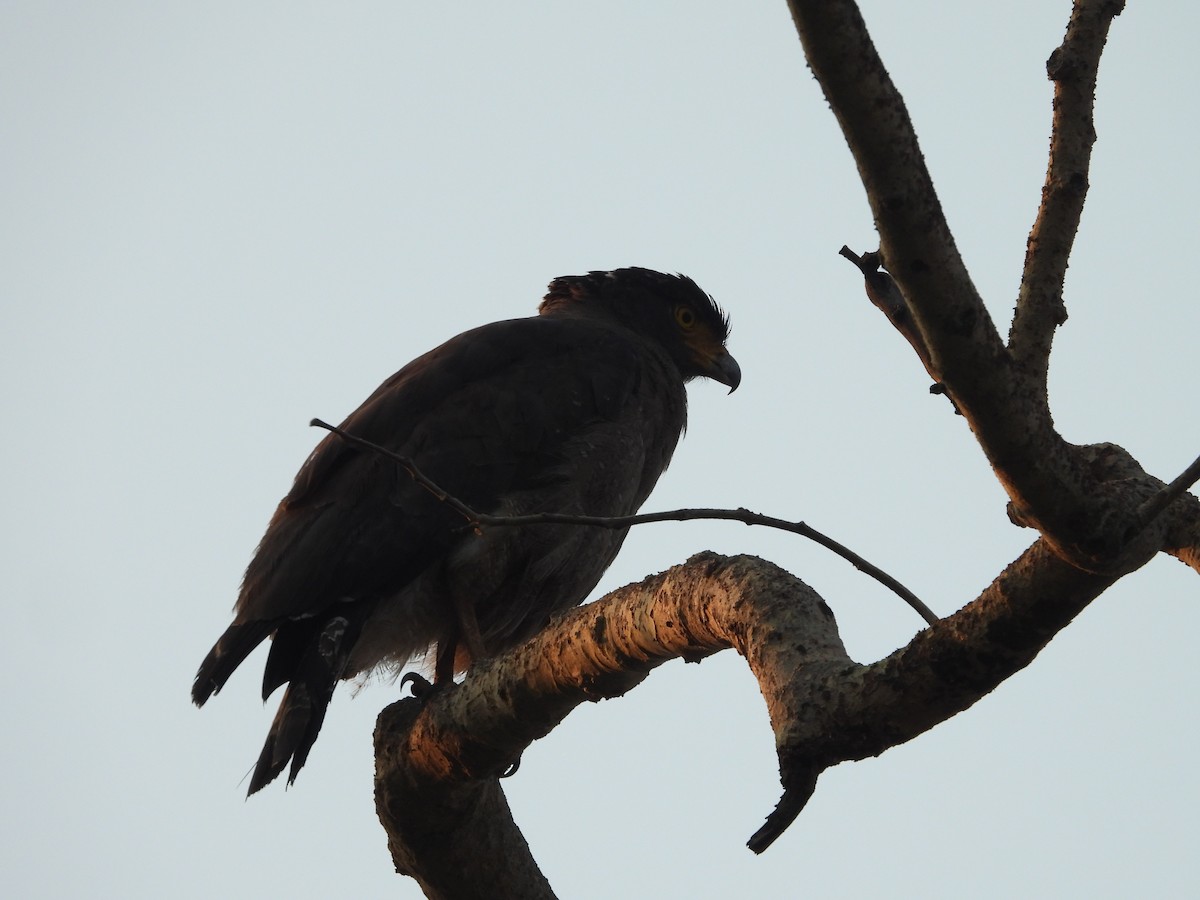 Crested Serpent-Eagle - ML617477627