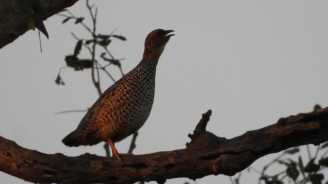Painted Francolin - ML617477638