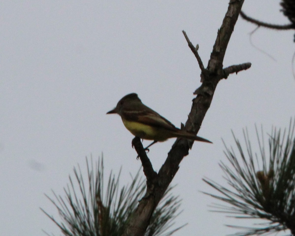 Great Crested Flycatcher - ML617477642