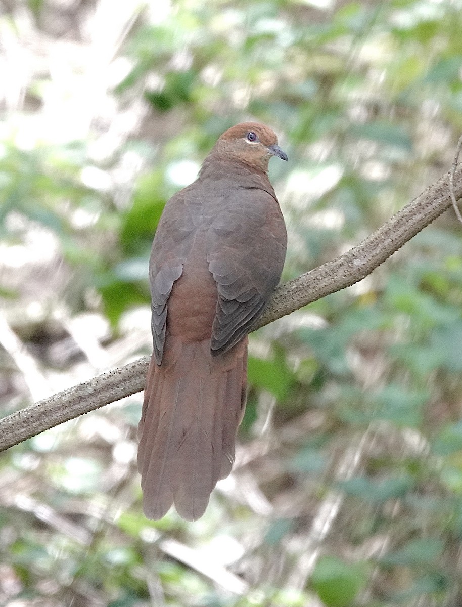 Brown Cuckoo-Dove - ML617477694