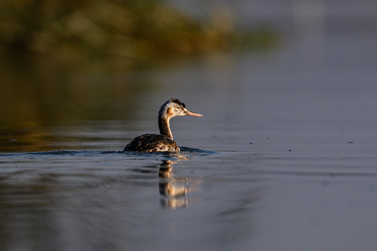 Great Crested Grebe - ML617477725