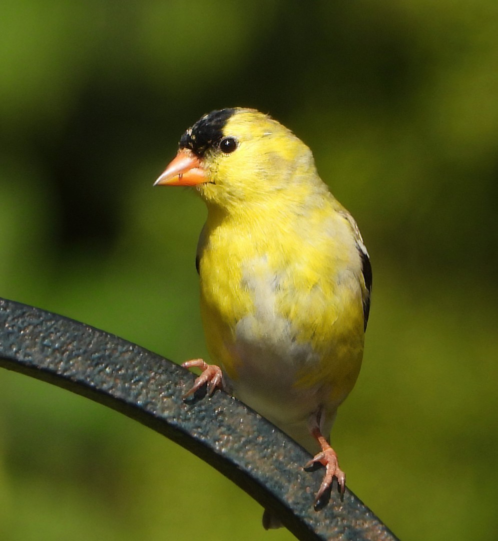American Goldfinch - Patricia Teague