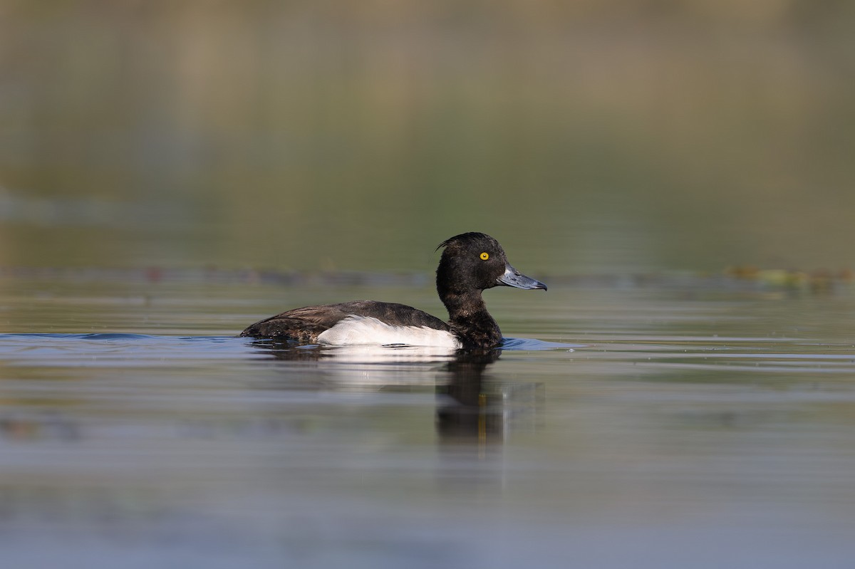 Tufted Duck - ML617477736