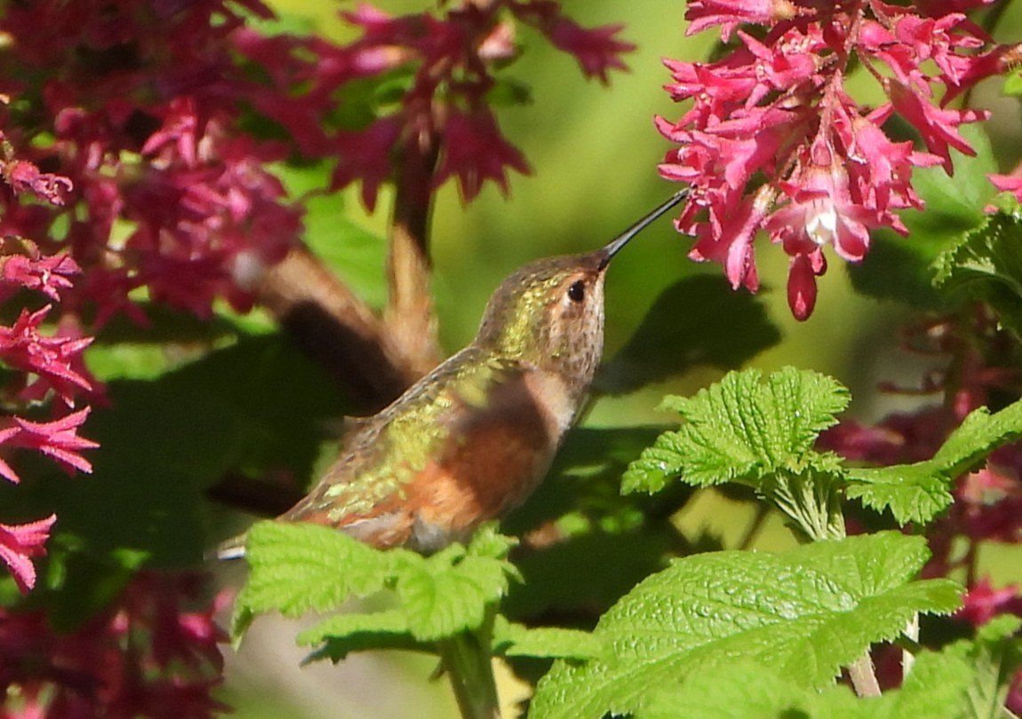 Rufous Hummingbird - Patricia Teague