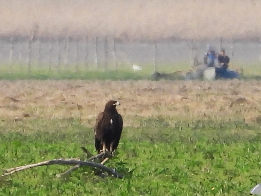 Greater Spotted Eagle - ML617477807