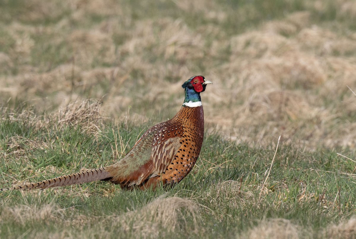 Ring-necked Pheasant - Ronnie d'Entremont