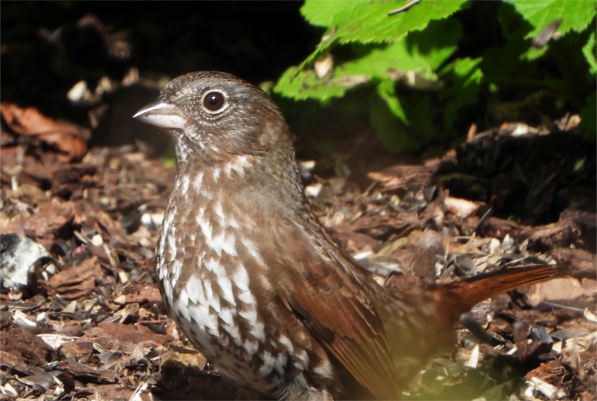 Fox Sparrow (Sooty) - ML617477918
