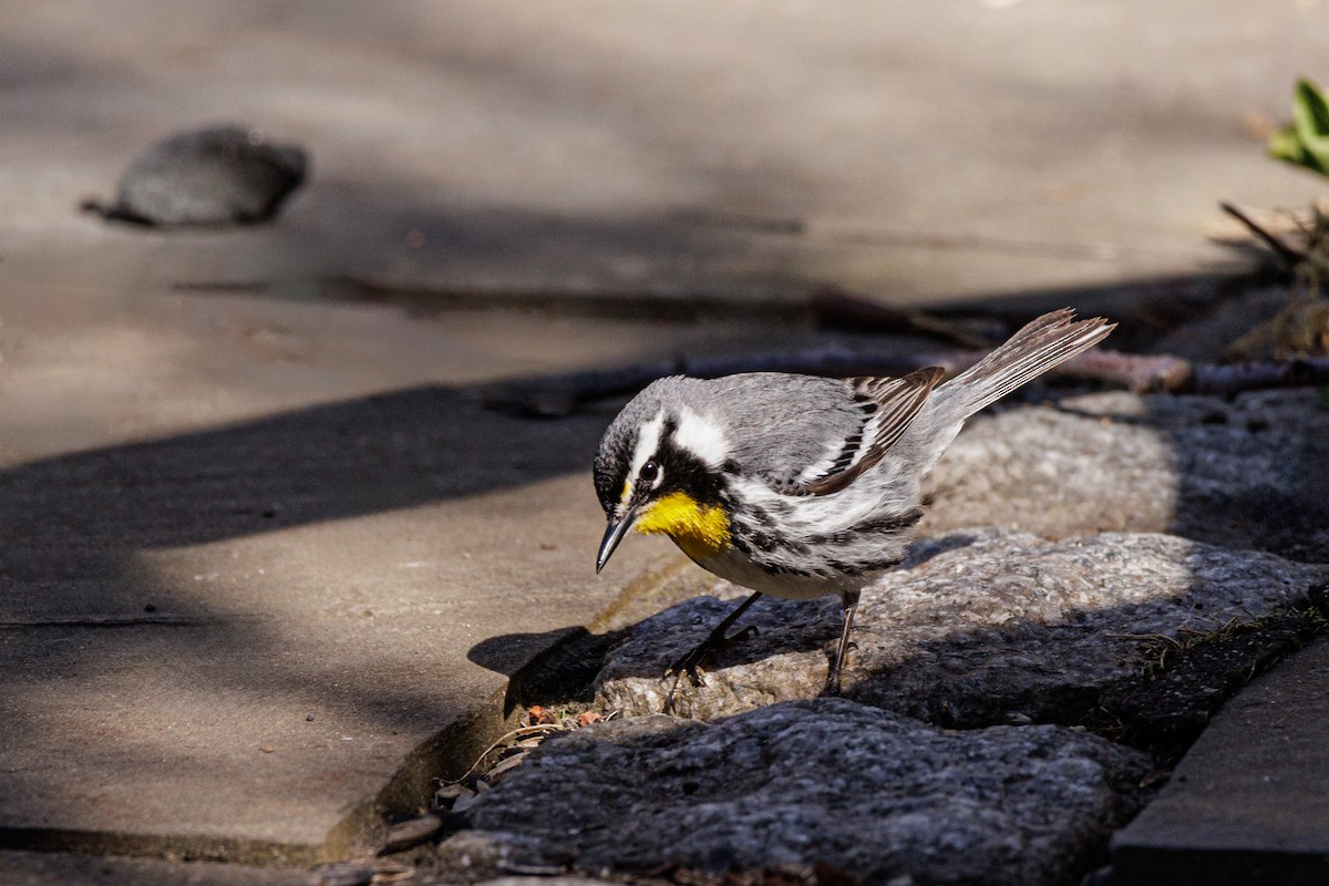 Yellow-throated Warbler - ML617477920