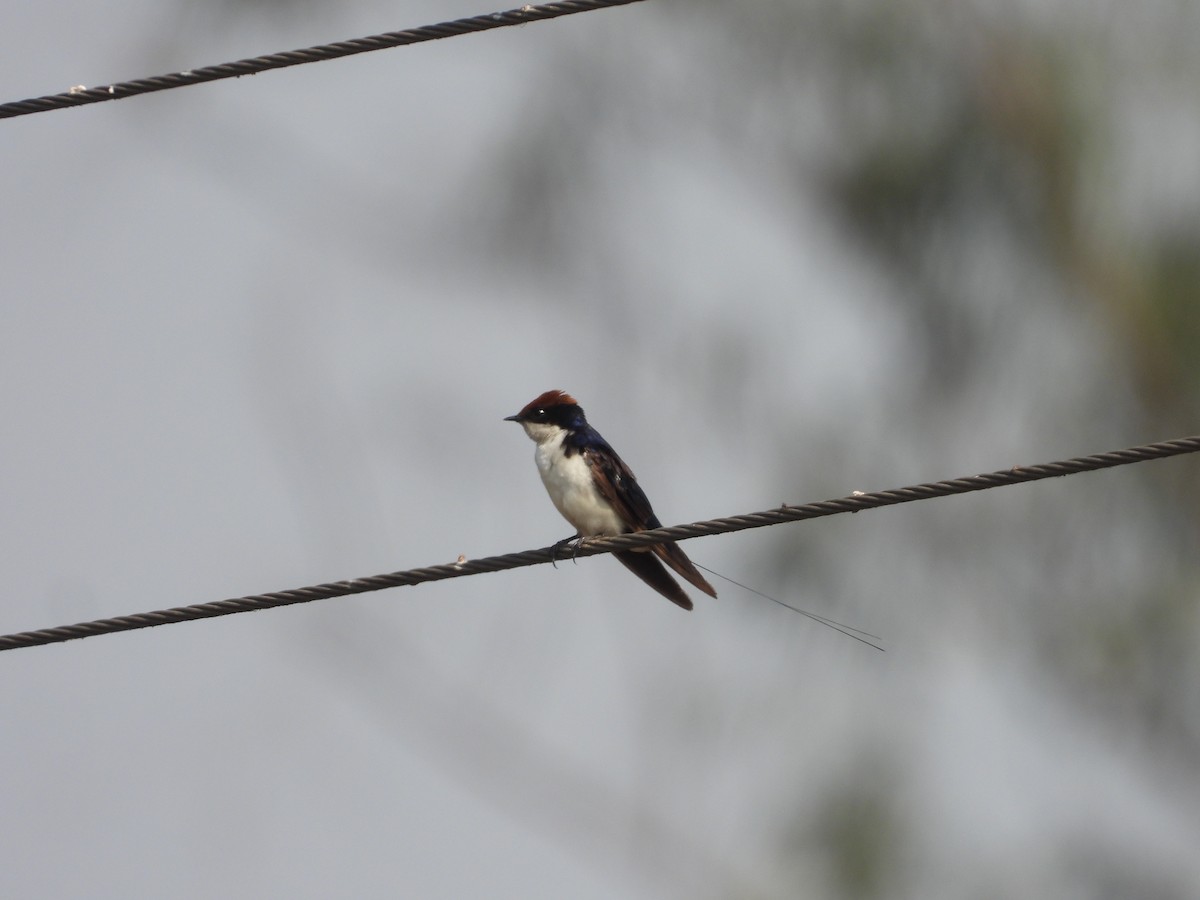 Wire-tailed Swallow - ML617478008